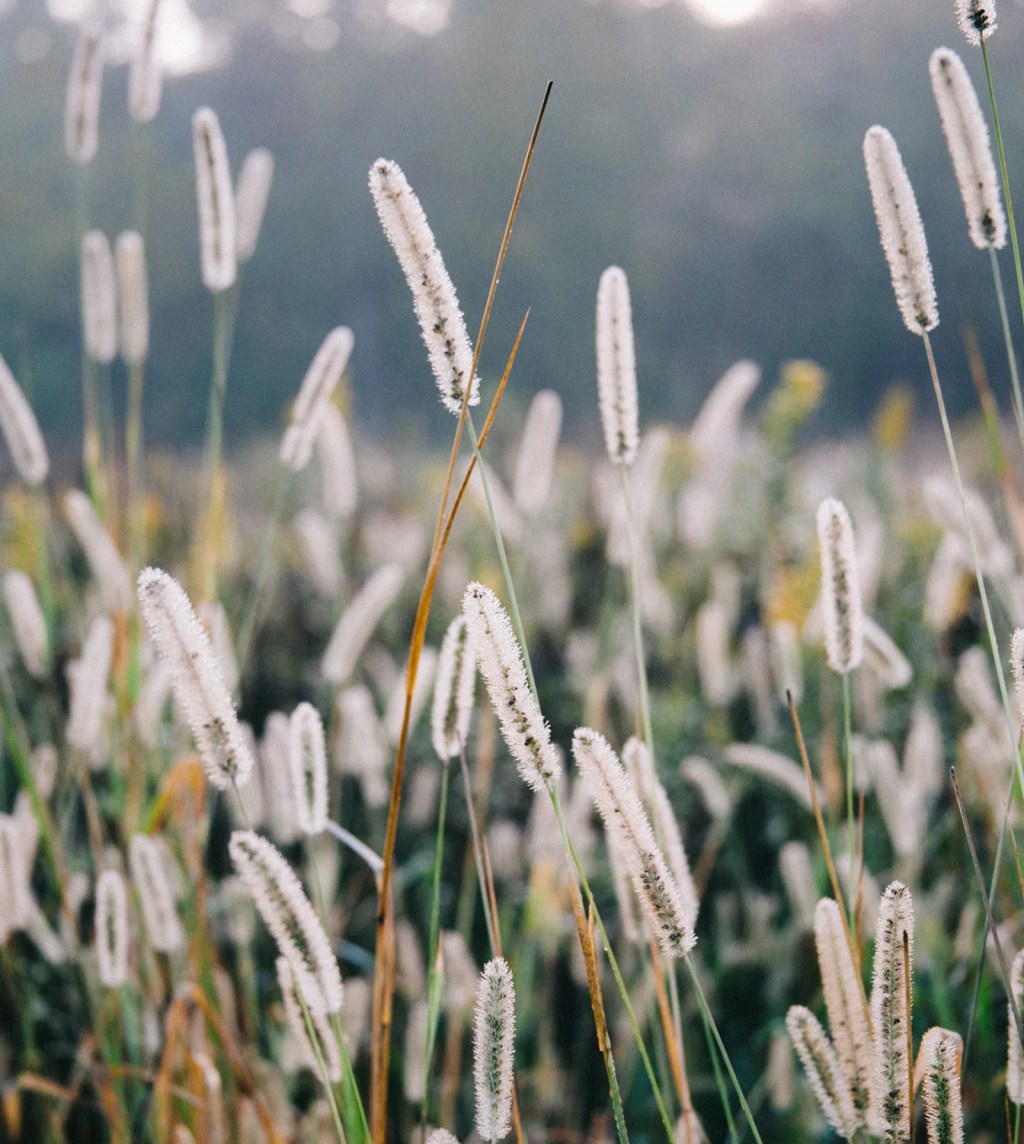 photo of a meadow