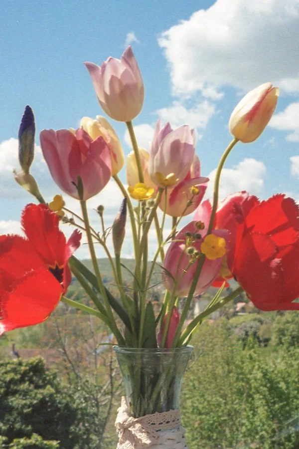 photo of flowers