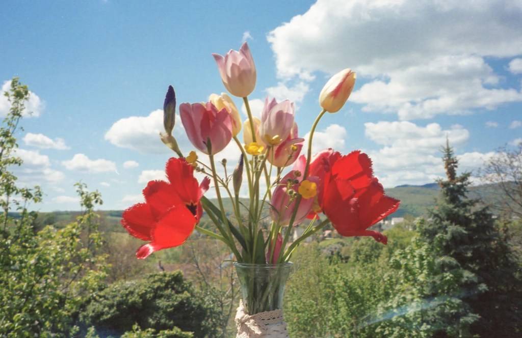 photo of flowers