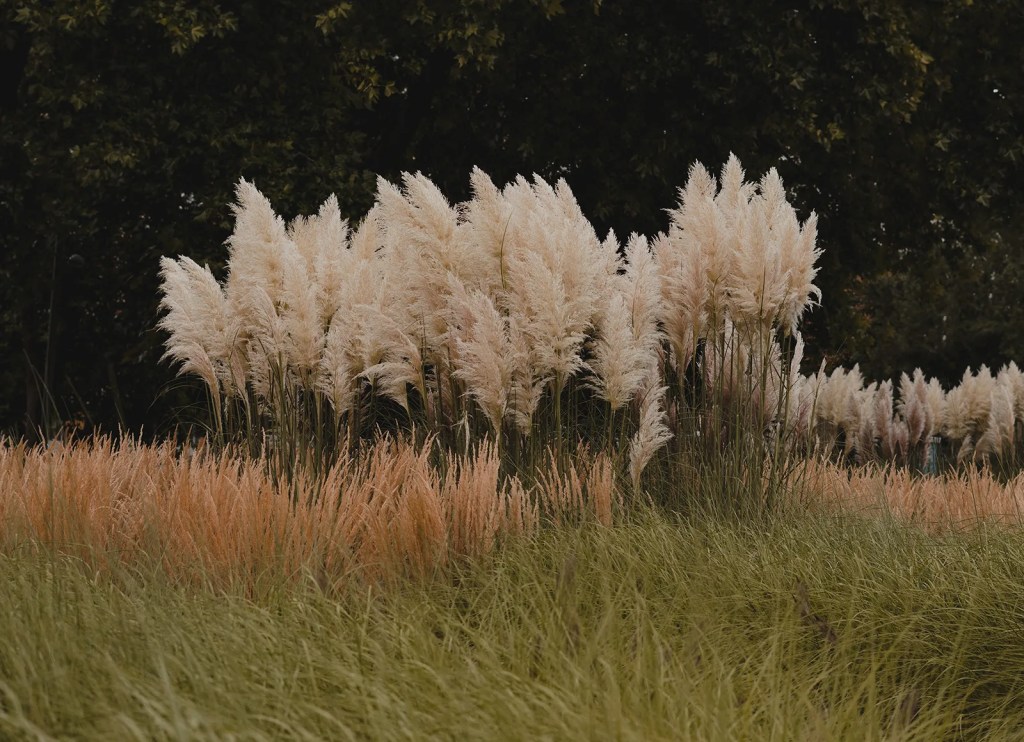 photo of a meadow
